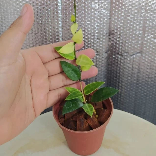 Hoya Lacunosa ‘Kayas’ | Rare Tropical Wax Plant | Collector Hoya | Indoor Outdoor Houseplant
