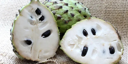 Premium Soursop Seeds var. Criolla Blanca (Annona muricata 'Criolla Blanca') – Sweet White Guanabana Fruit Seeds for Planting (100 Pcs)