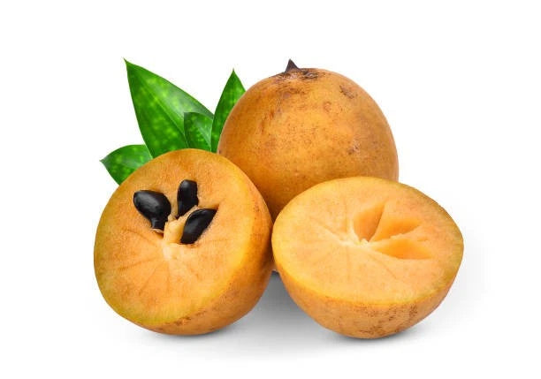 Premium Manila Variety Sapodilla Seeds (Manilkara zapota var. Manila) – Exotic Tropical Sweet Chico Zapote Fruit Seeds for Planting (35+ Pcs)