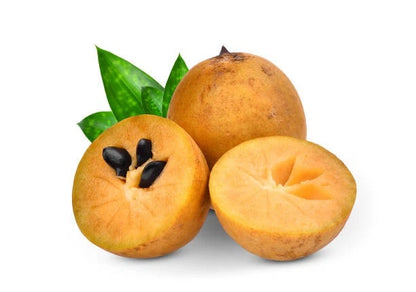 Premium Manila Variety Sapodilla Seeds (Manilkara zapota var. Manila) – Exotic Tropical Sweet Chico Zapote Fruit Seeds for Planting (35+ Pcs)