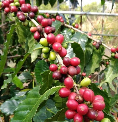 Ateng Jaluk Coffee Seeds (Coffea arabica) – 120+ Premium Coffee Beans