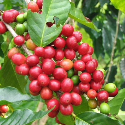 Ismaili Coffee Seeds (Coffea arabica 'Ismaili') – Premium Certified High-Yield Yemeni Gourmet Coffee Bean Plant Seeds for Planting (120 Pcs)