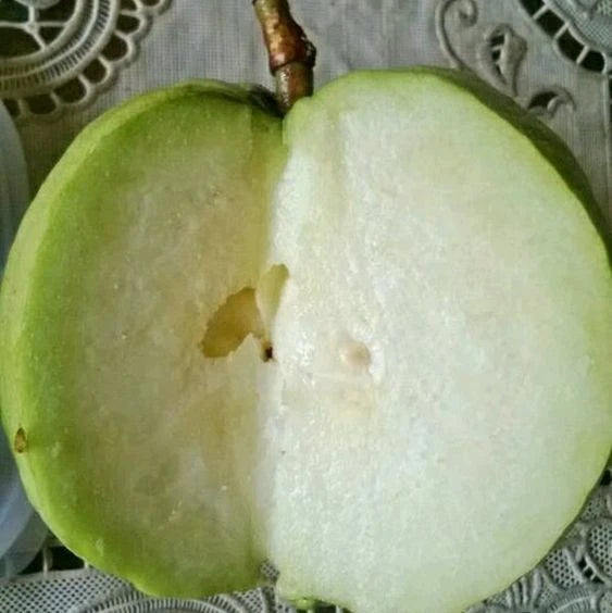 White Crystal Guava Seeds (Psidium guajava) – Premium Certified Tropical Fruit Tree Seeds for Planting