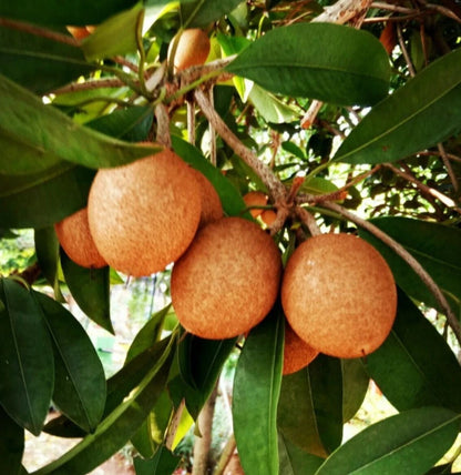 Lara Sapodilla Seeds (Manilkara zapota) – 35+ Premium Rare Sweet Brown Sugar Chikoo Seeds