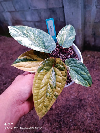 Anthurium radicans Variegata – Elite Architectural Aroid