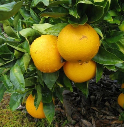 Hime-kawachi Bankan Orange Seeds (Citrus kawachiensis / 100+ Premium Japanese Sweet-Acid Citrus Fruit Seeds) – Premium Exotic Botanical Specimen Plant Seeds for Planting