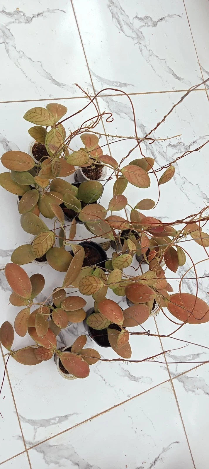 Hoya Talang Ogan Red Leaves Seeds (Rare Tropical Wax Plant Specimen / 15+ Exotic Red-Leaf Asclepiad Vine Seeds) – Premium Botanical Specimen Plant Seeds for Planting