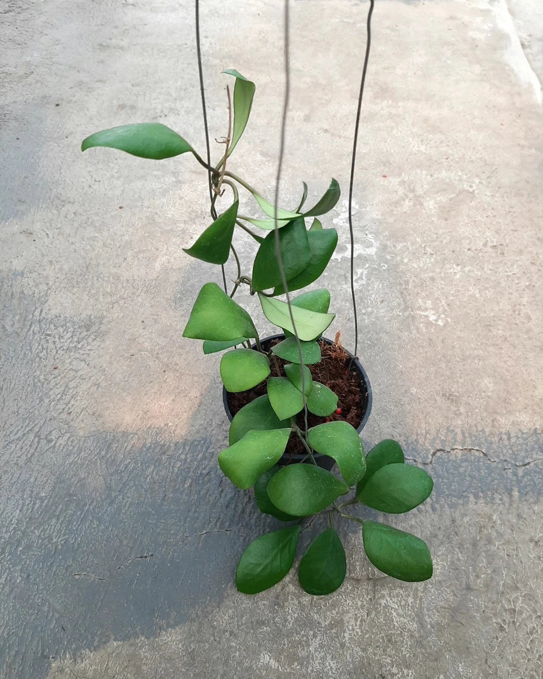 Rare Hoya Lucardenasiana Live Plant - Premium Exotic Tropical Wax Plant