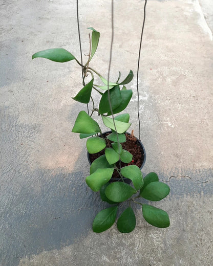 Rare Hoya Lucardenasiana Live Plant - Premium Exotic Tropical Wax Plant