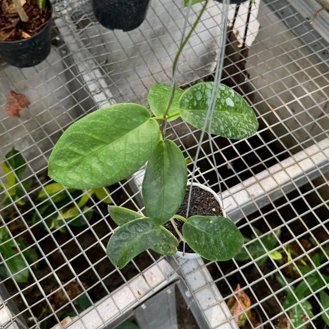 Rare Hoya Onychoides Dark Sp Papua - Premium Exotic Tropical Wax Plant Collector's Ivy
