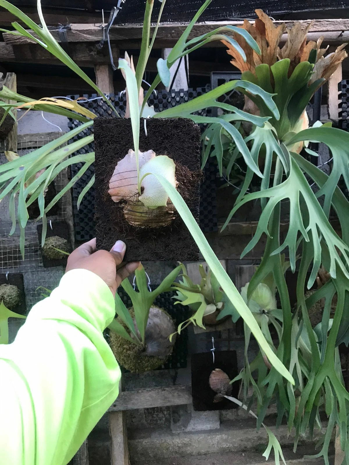 Platycerium Blue Vista Rare Tropical Indoor Outdoor