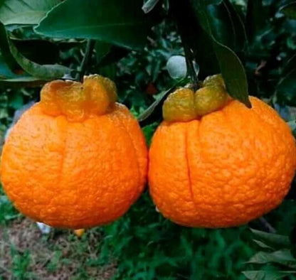 Fresh Dekopon Orange Seeds (Citrus reticulata) – 100+ Premium Rare Shiranui Mandarin Seeds