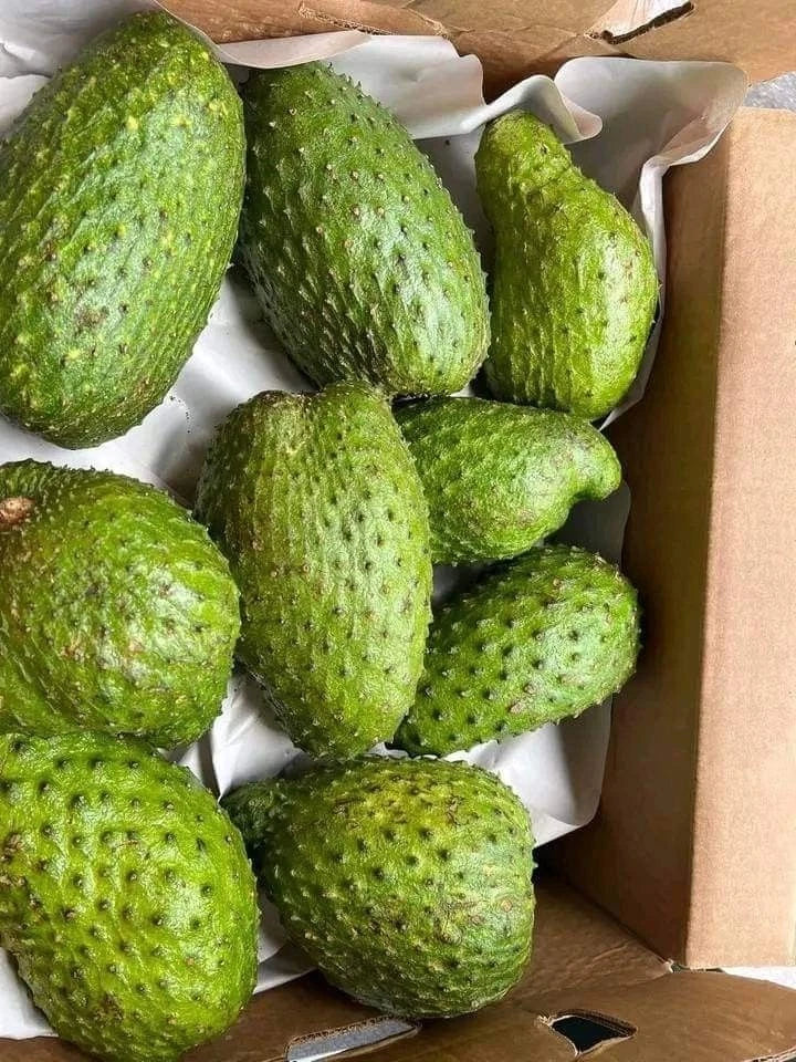 Premium Ratu Soursop Seeds (Annona muricata) – Sweet Exotic Guanabana Fruit Seeds for Planting