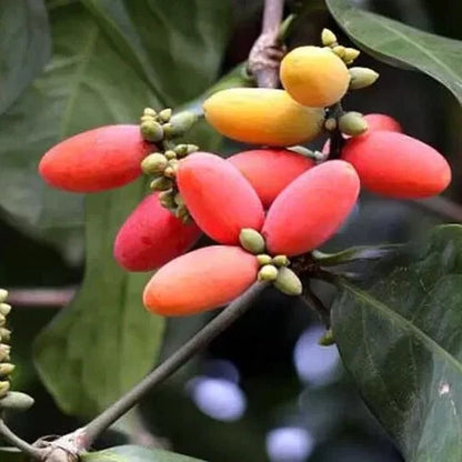 50+ Cracked Gnetum Melinjo Seeds (Gnetum gnemon var. 'Kerikil') – Premium Belinjo & Exotic Tropical Edible Tree Seeds for Planting