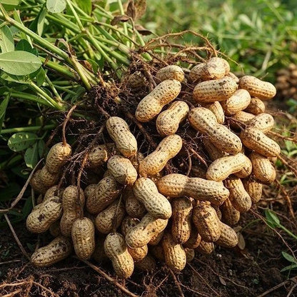 125+ Bean Seeds – Bundling 5 Cultivar Garden Package Certified Heirloom Vegetable Seeds for Planting