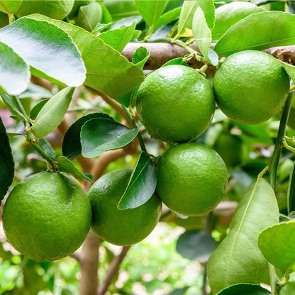 Mexican Key Lime Seeds (Citrus aurantiifolia) – 30+ Premium Fresh Citrus Seeds