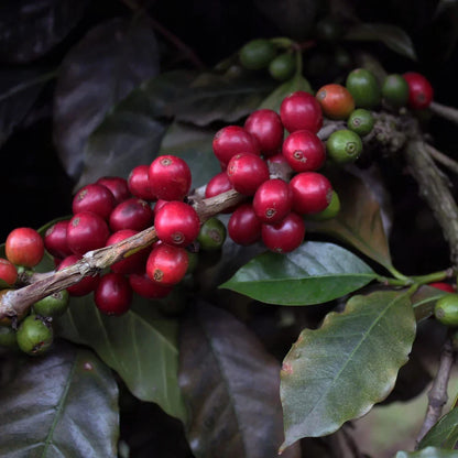 Costa Rica 95 Coffee Seeds (Coffea arabica var. CR95) – Rare Dwarf Disease-Resistant Specialty Coffee Beans for Planting and Cultivation