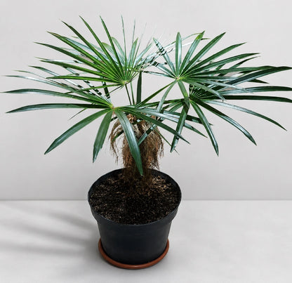Coccothrinax crinita (Old Man Palm) - Rare Architectural Collector Specimen