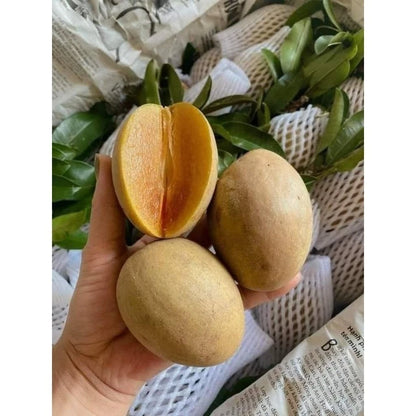 Hong Xuan Sapodilla (Manilkara zapota) – 35+ Premium Chikoo Seeds