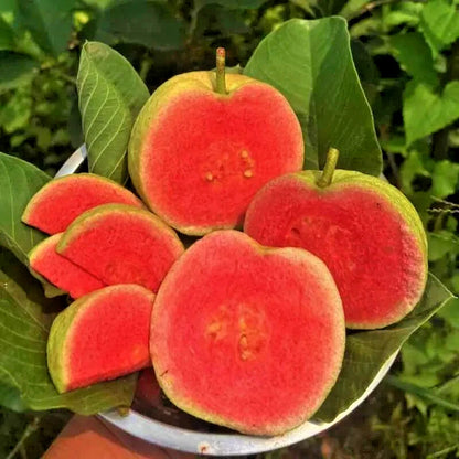 250+ Red Diamond Guava Seeds (Psidium guajava var. 'Red Diamond') – Premium Deep Red & Sweet Crisp Tropical Fruit Tree Seeds for Planting