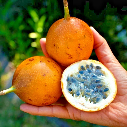150+ Sweet Granadilla Seeds for Planting | Passiflora ligularis | Passion Fruit Vine Seeds | Tropical Fruit Seeds