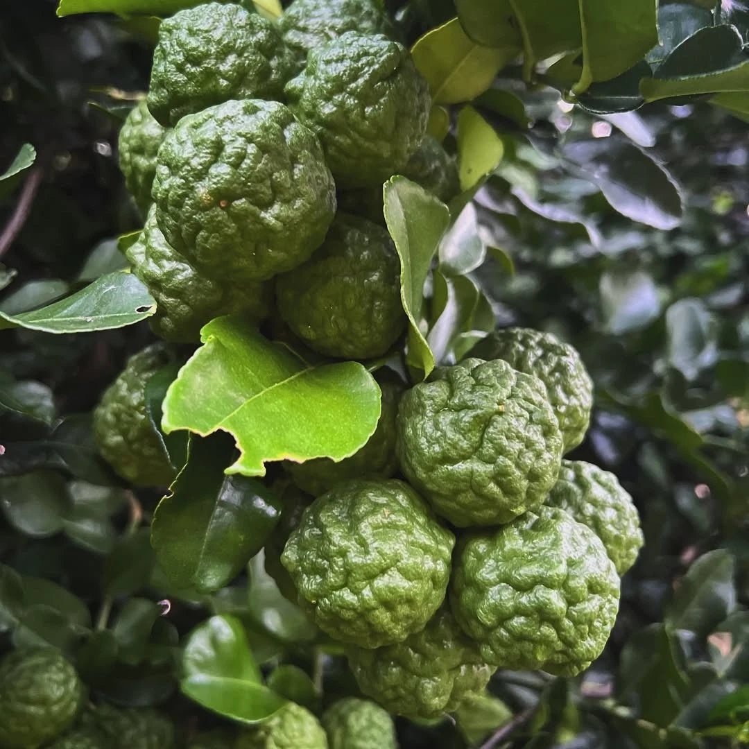 Kaffir Lime Seeds (Citrus hystrix) – 30++ Premium Fresh Makrut Lime / Double-Leaf Citrus Seeds for Planting