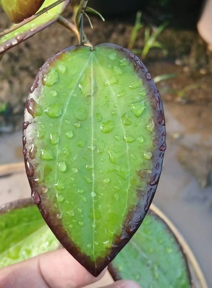 Hoya Cinnamomifolia × Glabra sp Sumatra Rare Wax Plant | Tropical Indoor Outdoor Hoya | Collector Houseplant