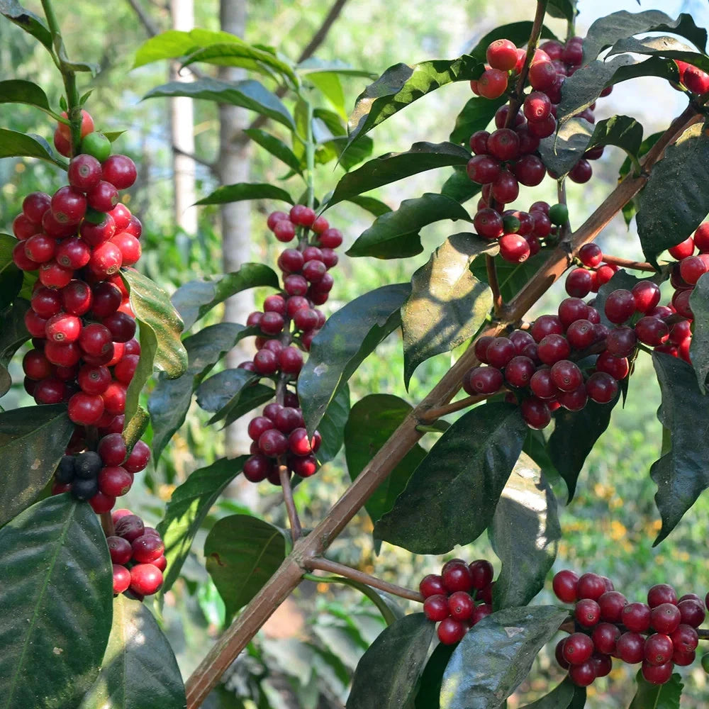 Pacamara Coffee Seeds (Coffea arabica var. Pacamara / El Salvador Elite Giant Selection) – Premium Gourmet Specialty Coffee Plant Seeds for Planting