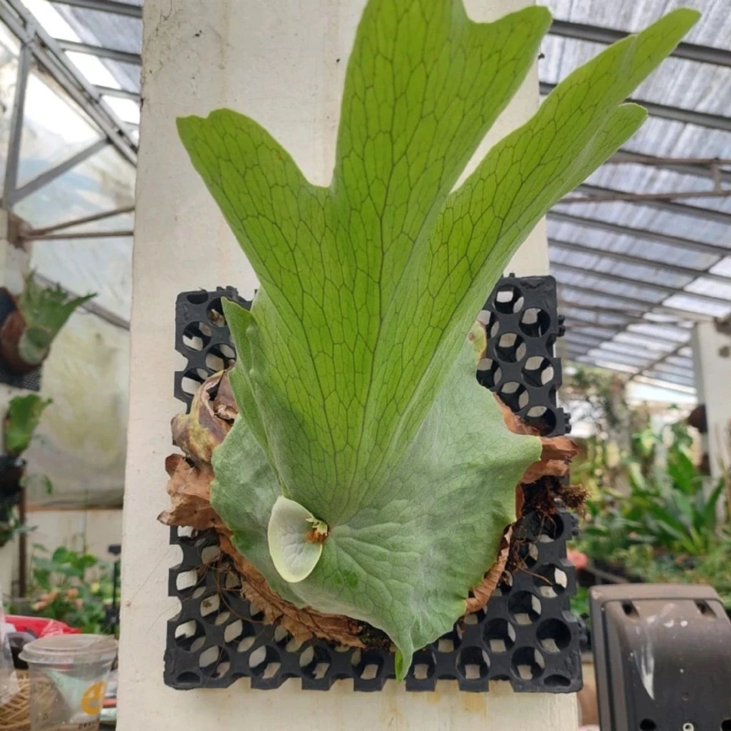 Platycerium wandae – The Queen Staghorn Fern