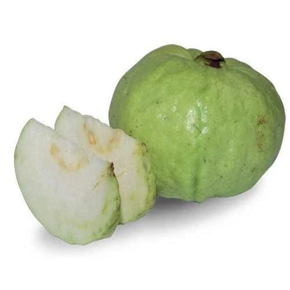 250+ Premium Guava Seeds (Psidium guajava var. Bangkok White Giant Guava) – Certified Heirloom Tropical Fruit Tree Seeds for Planting