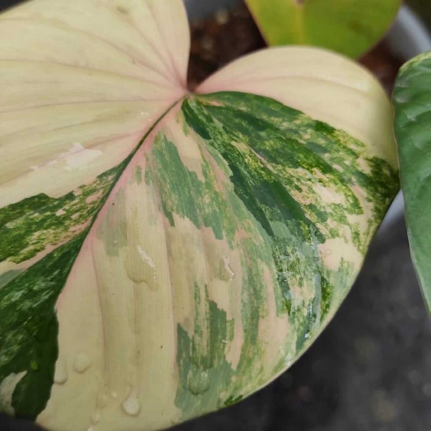Homalomena 'Rubescens' Variegated – Rare Tropical Aroid