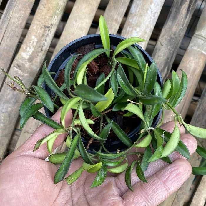 Hoya Zambales PG04 Rare Tropical Wax Plant (Hoya sp. Zambales PG04) – Premium Exotic Epiphytic Vine Plant Seeds & Cuttings for Planting