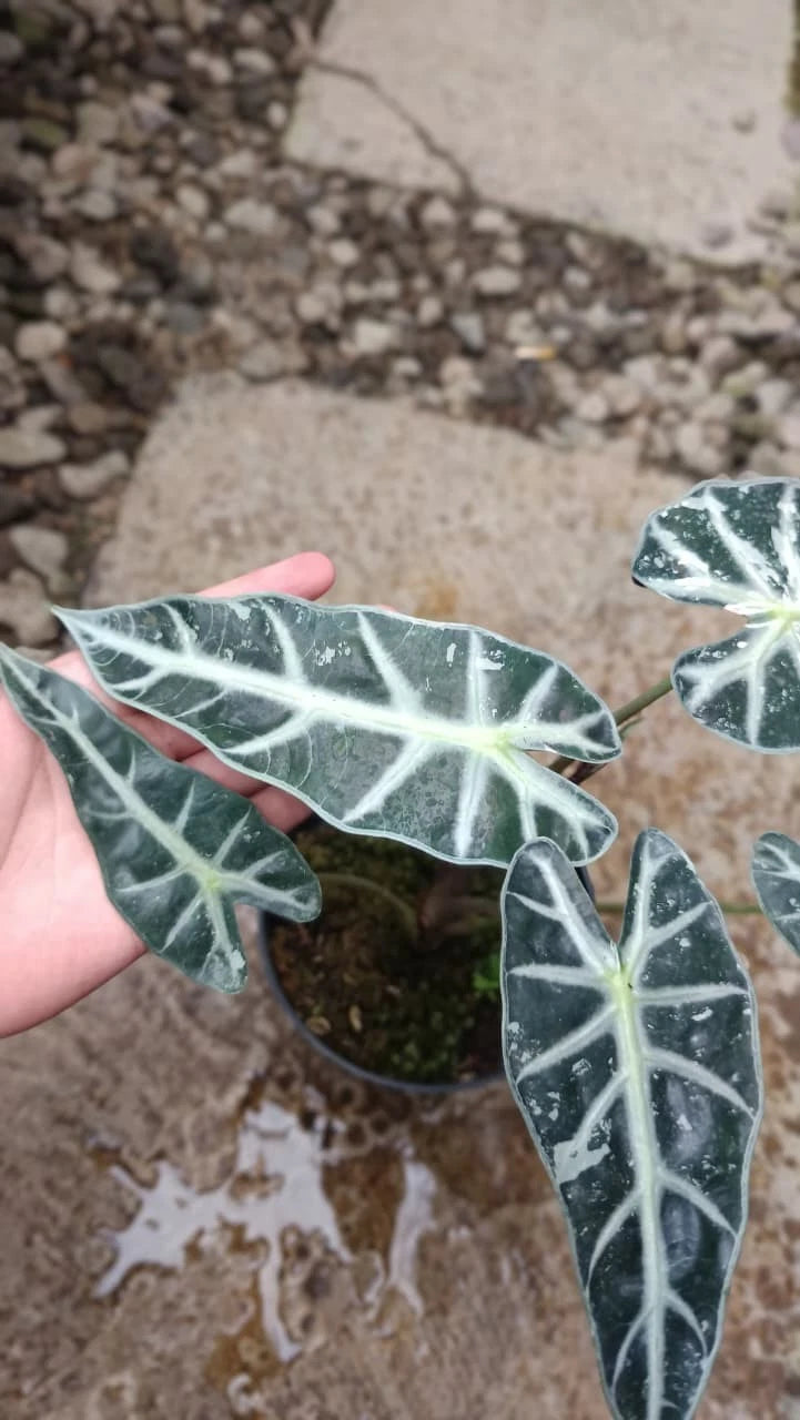 Real Picture Alocasia Bambino White Variegated – Ultra-Rare Premium Variegated Jewel Alocasia