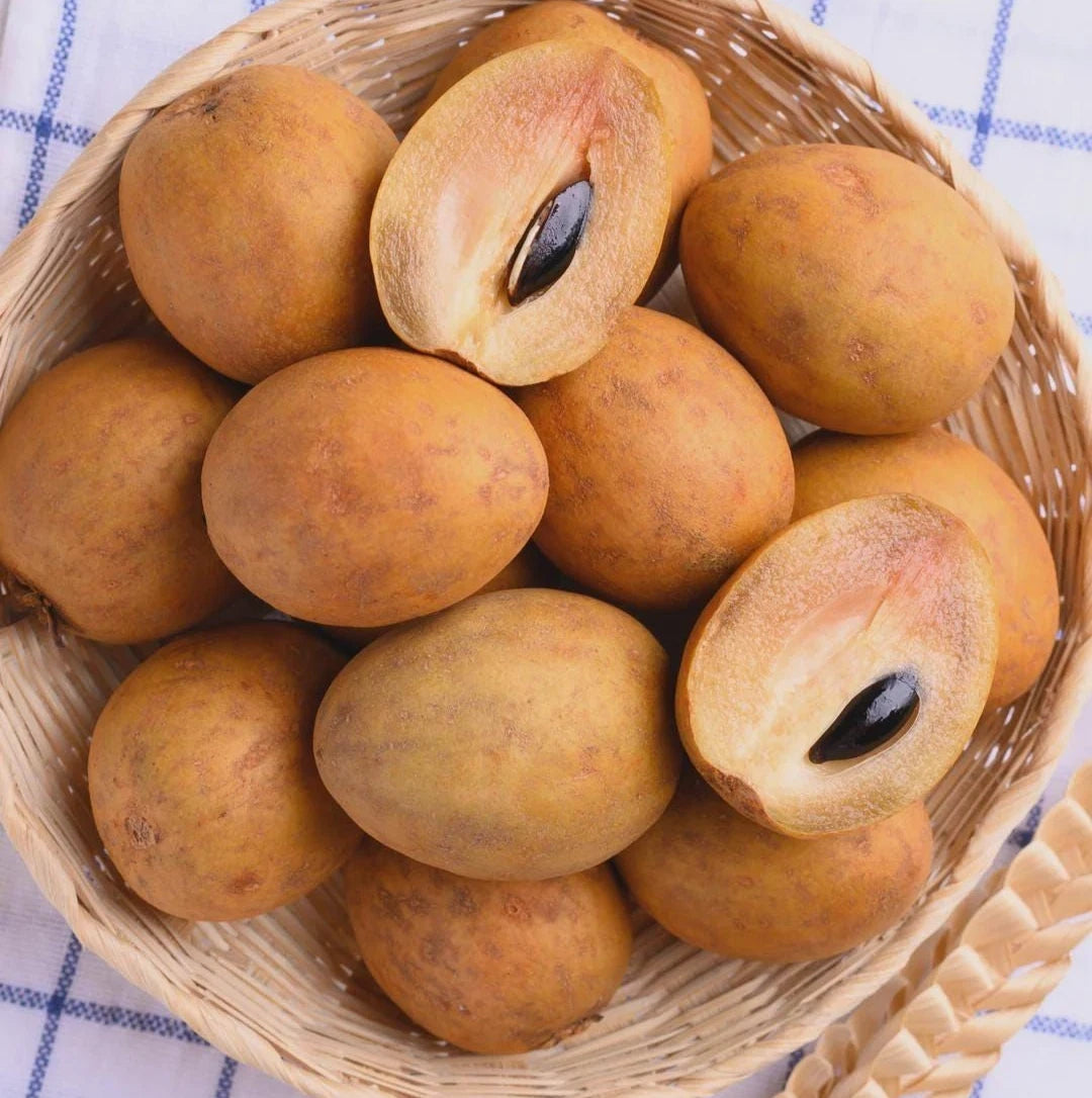 Premium 'Kalipatti' Sapodilla Seeds (Manilkara zapota) – Rare Sweet Indian Black Chikoo Heirloom Fruit Seeds (35 Count)