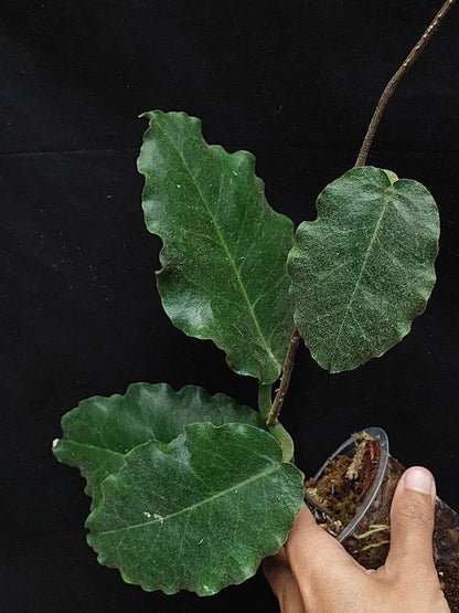 Hoya Versteegii sp Papua Rare Wax Plant | Tropical Indoor Outdoor Hoya | Exotic Collector Houseplant