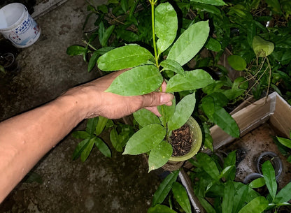 Rare Hoya Multiflora Live Plant - Premium Exotic Shooting Star Tropical Wax Plant