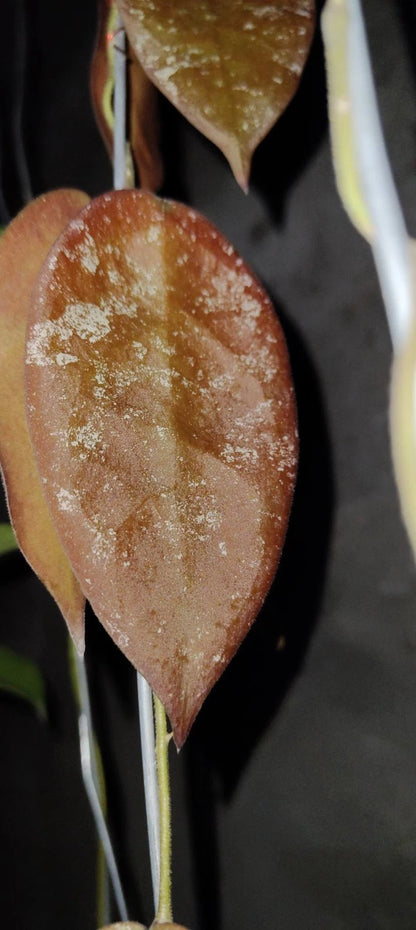 Hoya Sangguensis Red Sp. Borneo Seeds (Rare Tropical Wax Plant Specimen / 15+ Exotic Asclepiad Vine Seeds) – Premium Botanical Specimen Plant Seeds for Planting