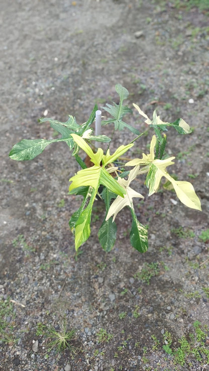 Philodendron 'Florida Beauty' (Variegated) – Rare Tropical Collector’s Aroid