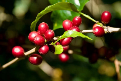 Cranberry Coffee Seeds (Coffea arabica var. Cranberry Coffee) – Premium Unique Specialty Coffee Plant Seeds for Planting
