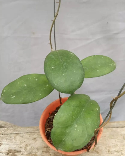 Hoya cv. Joy Rare Tropical Wax Plant Seeds – Exotic Climbing Vine & Epiphytic Foliage Plant Seeds for Planting