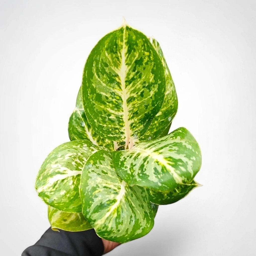 Aglaonema 'Green Papuma' - Elegant Tropical Foliage