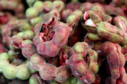 Manila Tamarind Seeds (Pithecellobium dulce) – 500+ Bulk Premium High-Yield Sweet Camachile Seeds