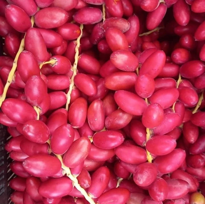 Anbara Date Palm Seeds (Phoenix dactylifera 'Anbara') – 35+ Premium Rare Red Strain Royal Date Seeds