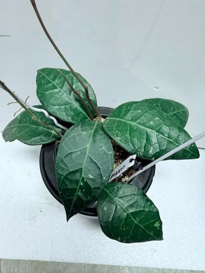 Hoya sp. 'Lampung' – Rare Exotic Tropical Wax Vine