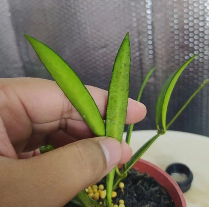 Stunning Hoya Bamboo Leaf Splash – Rare Tropical Indoor & Outdoor Wax Plant