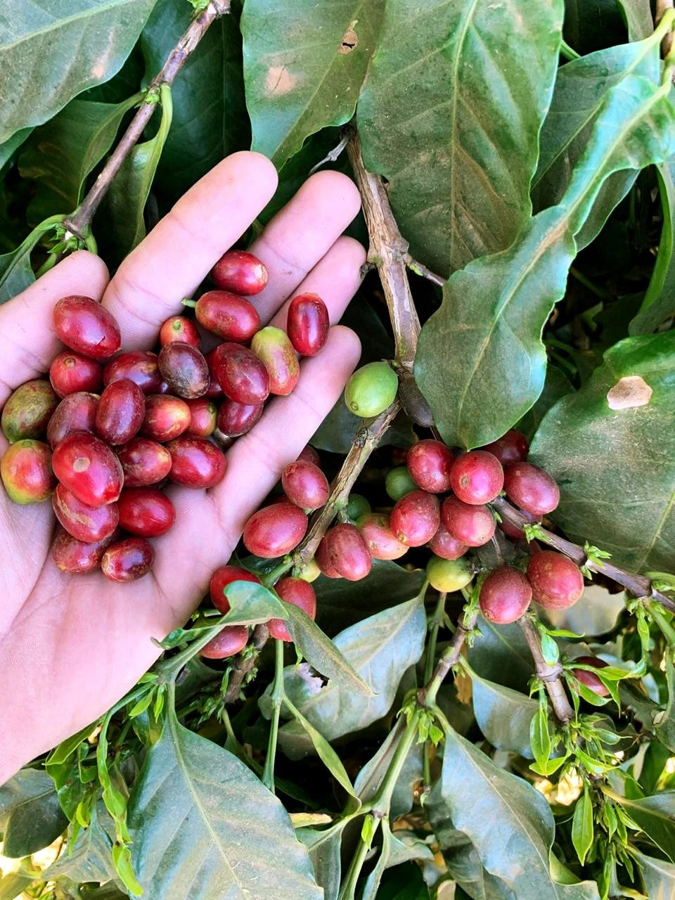 Pacamara Coffee Seeds (Coffea arabica var. Pacamara) – Premium Certified Giant-Bean Specialty Gourmet Coffee Bean Seeds for Planting (120 Pcs)