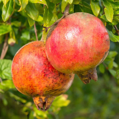 Salavatski Pomegranate Seeds (Punica granatum 'Salavatski') – 100+ Premium Fresh Ultra-Cold-Hardy Sweet-Tart Russian Salavatski Pomegranate Seeds