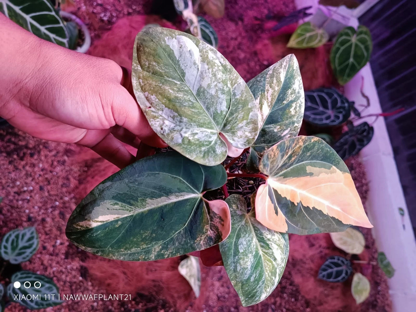 Anthurium 'Black Venom' x 'Dressleri' Variegated - Elite Collector’s Hybrid