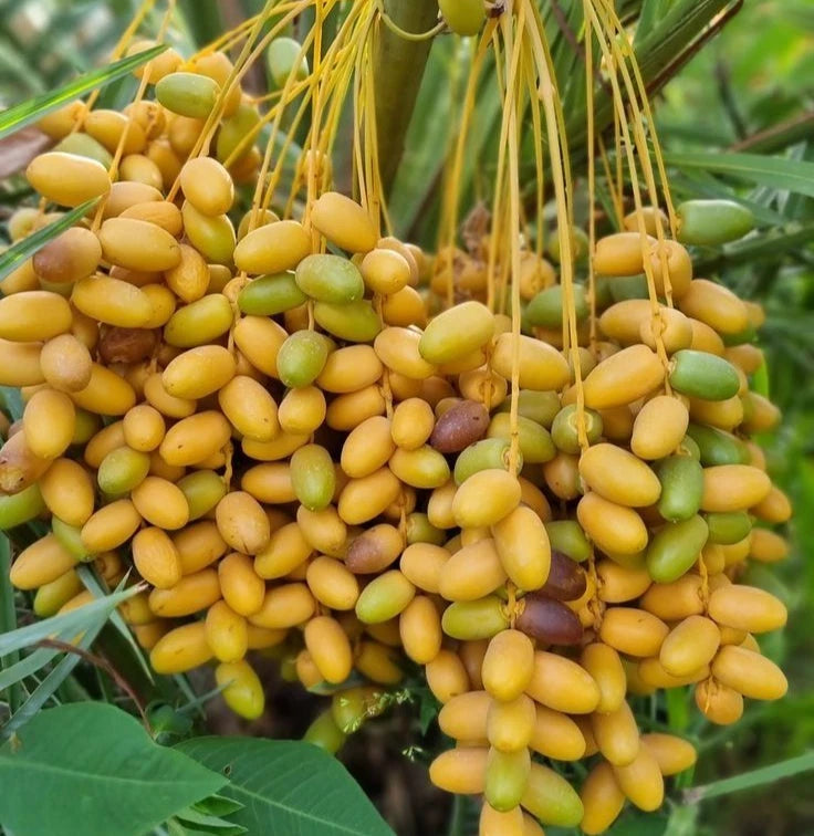 Shalabi Date Palm (Phoenix dactylifera) – 35+ Premium Sweet Date Seeds