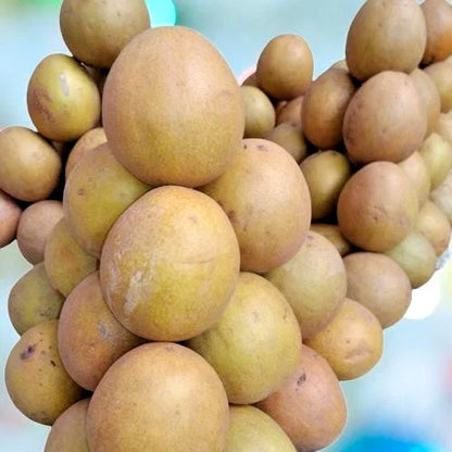 35+ Rare Sapodilla Tree Seeds (Manilkara zapota) var. Sweet Honey Sapodilla – Premium Certified Tropical Fruit Tree Plant Seeds for Planting
